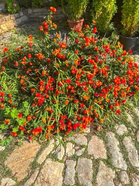 Фото к новости «Приобретение икон на Святой Горе Афон для нашего храма»